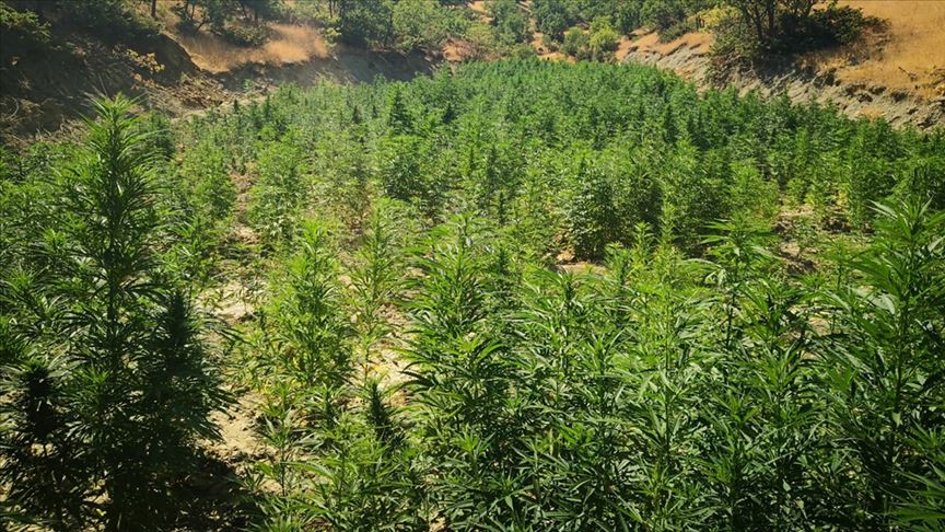 Diyarbakır'da 723 bin 860 kök Hint keneviri ele geçirildi