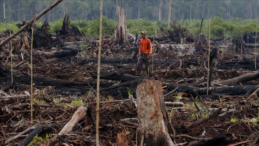 Cegah kabut asap, Singapura restorasi lahan gambut di Sumatera 