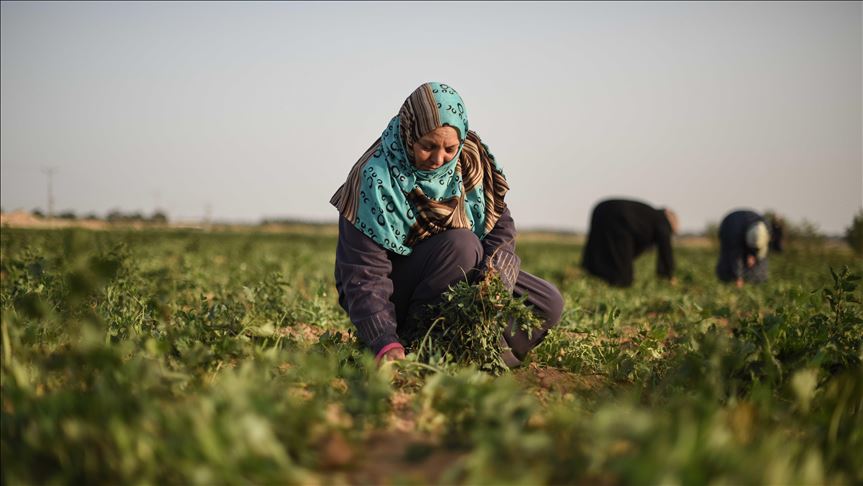 Palestinian breadwinners struggle under occupation