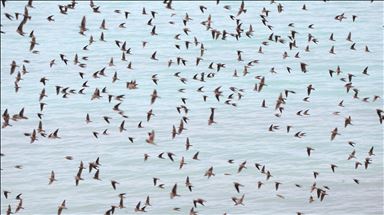 Indonesia kirim 10 ton sarang burung walet ke China