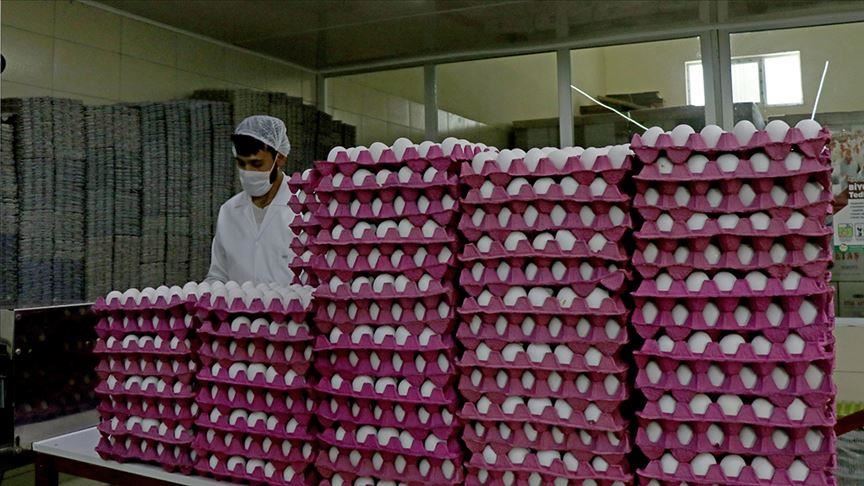"ایران ممنوعیت واردات تخم‌مرغ از این کشور توسط عراق را نقض کرد"