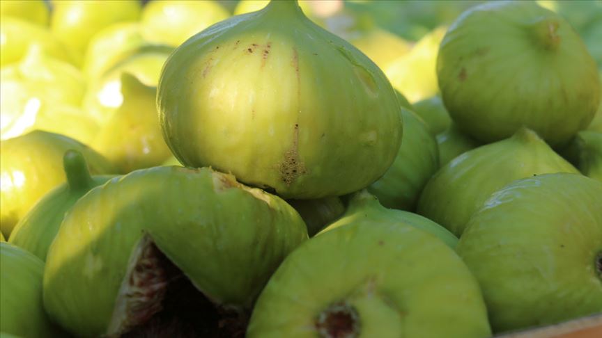 Aydın'da sezonun ilk inciri hasat edildi