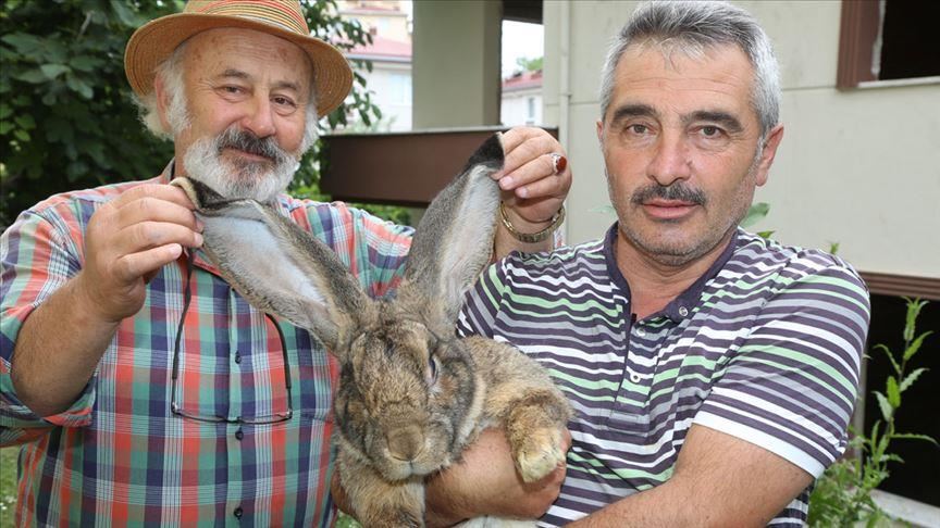 "أرنب ألماني عملاق" يُضفي البهجة على حياة أسرة تركية