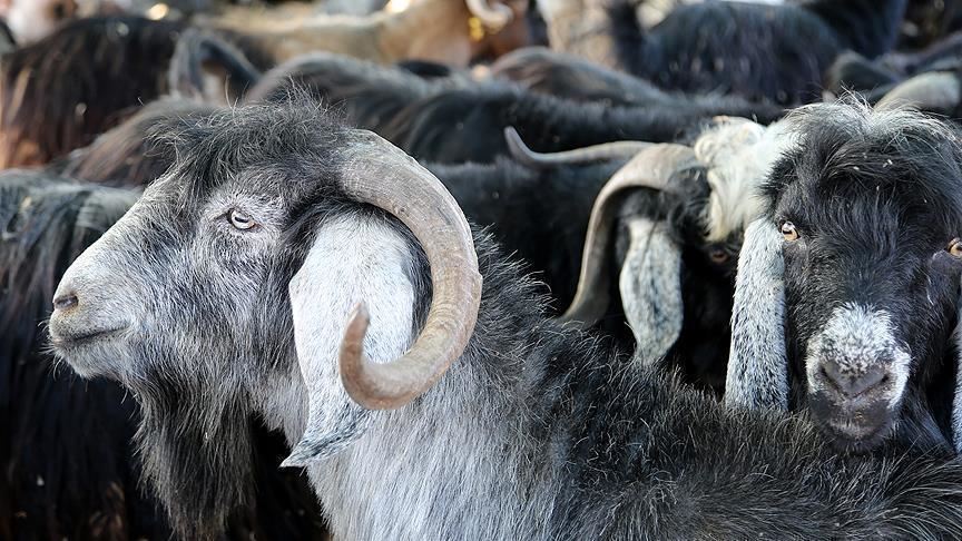 السودان يشترط موافقة البنك المركزي لتصدير الماشية إلى الخارج