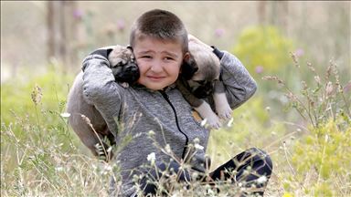 Kangal köpekleriyle büyüyor