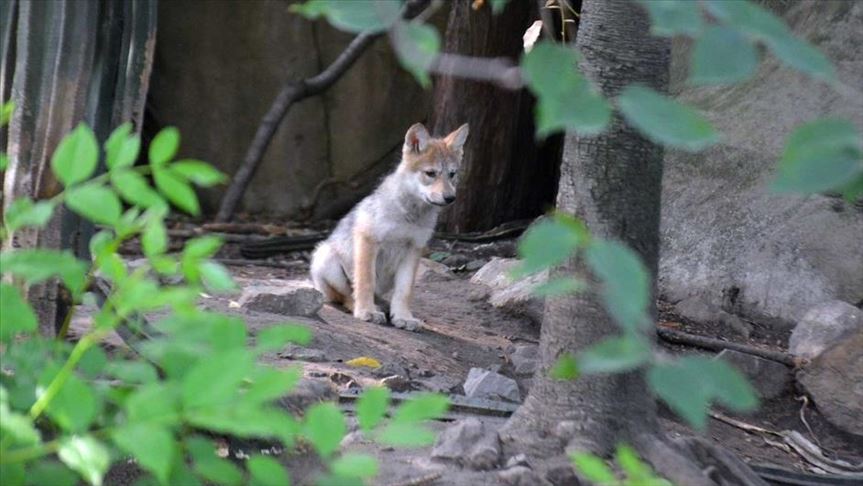 Nacen en México seis crías de lobo autóctono, una especie en vía de extinción