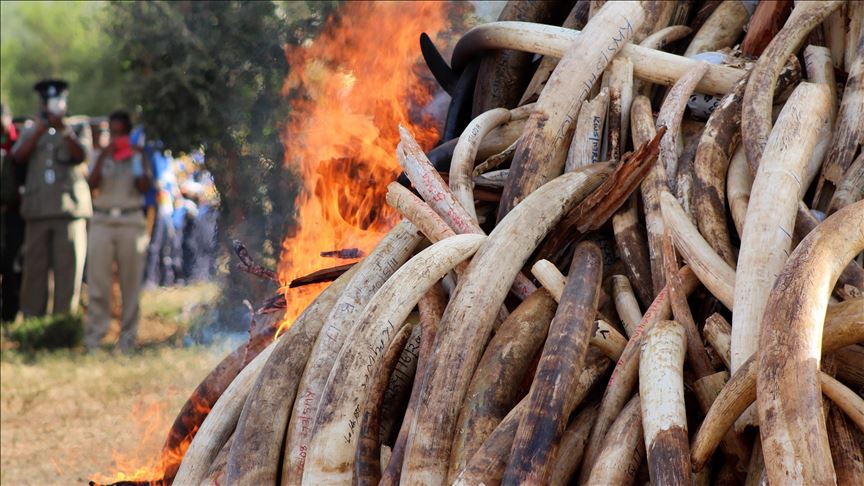 Singapura sita 8,8 ton gading gajah, terbanyak sepanjang sejarah