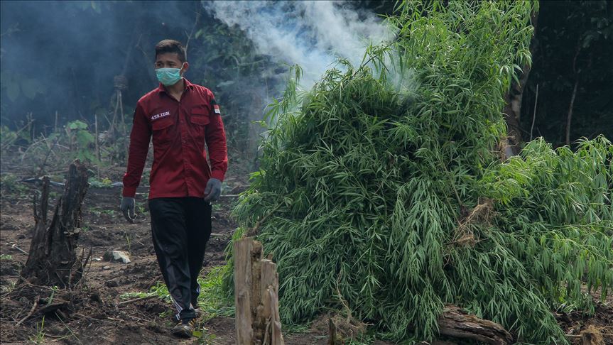 BNN temukan Ladang ganja seluas 2 hektare di Aceh Selatan