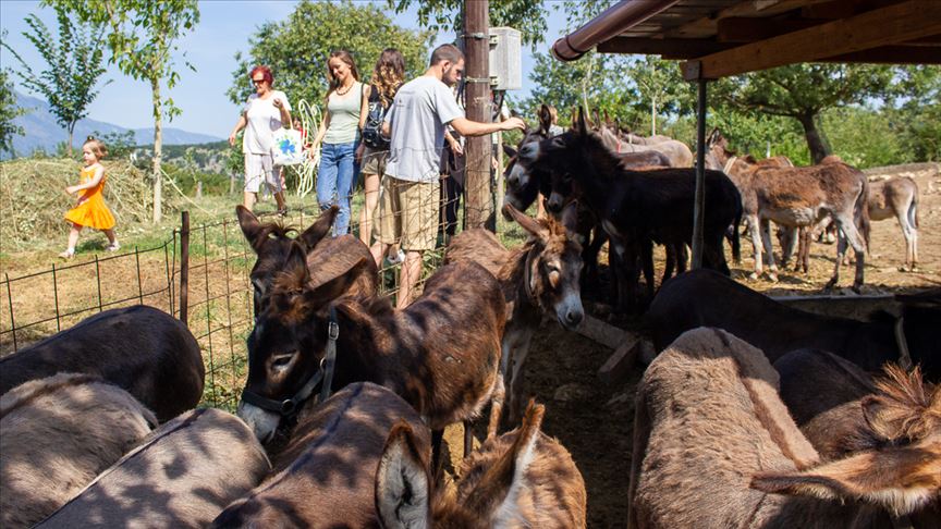 متحف لـ"الحمير" بالجبل الأسود.. تذكرة الدخول جزرة!