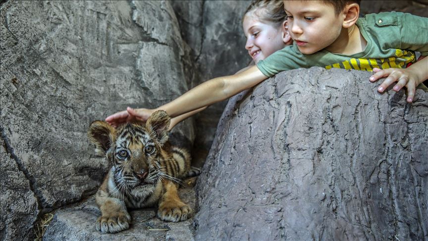 Cálida bienvenida a crías de tigres de Bengala en parque de Estambul