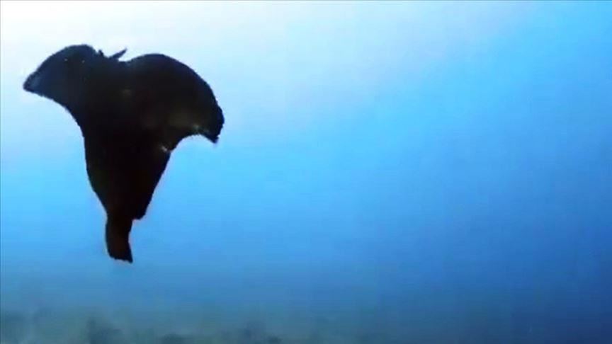 Rare sea hare spotted in western Turkish coast 