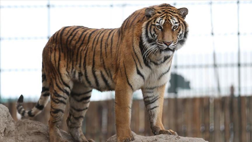 Tigers still roam wild in these 13 tiger-range countries, bengal tiger is  found in 