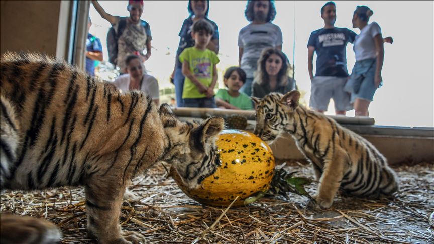 Poblacion De Tigres De La India Crecio Un 30 Desde 14
