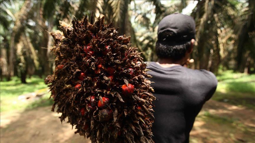 Indonesia bantu petani sawit kecil urus ISPO