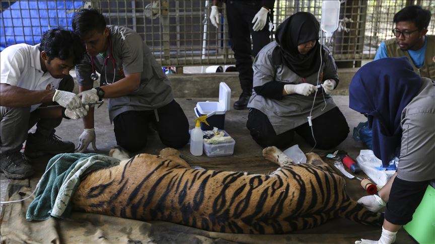 Perburuan Liar Harimau Malaya Meningkat