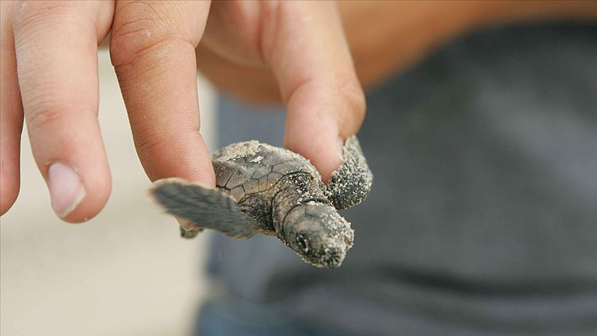 '2 milyon caretta caretta yumurtası koruma altına alındı'