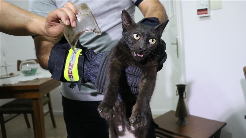 Turkey Cat Lover Frees Feline From Glass Jar Captivity Turkey Cat Lover Frees Feline From Glass Jar Captivity