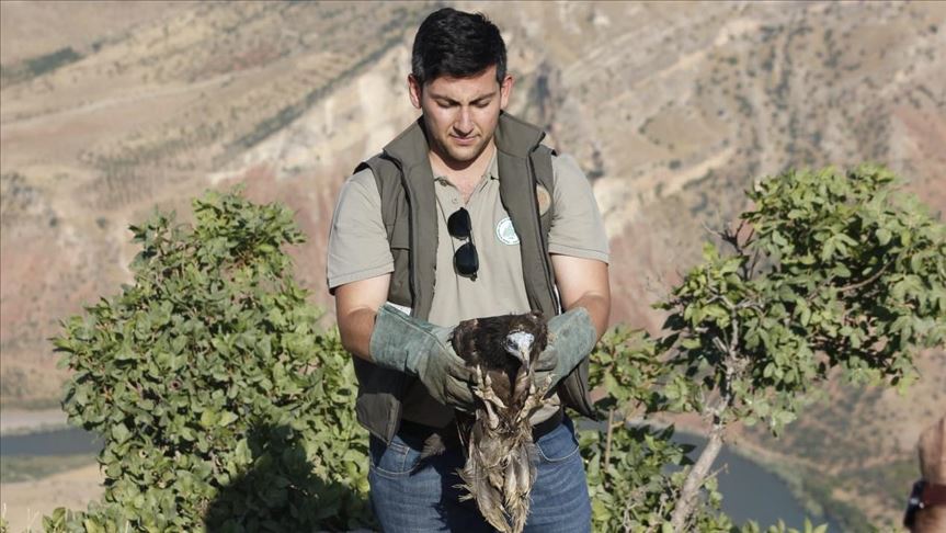 Turkey: Veterinarians heal and release wounded vulture