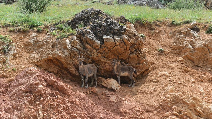 Tunceli'de yiyecek arayan yaban keçileri kara yoluna indi