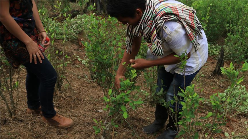 Los cultivos ilícitos en Colombia se ubicaron en 169.000 hectáreas en 2018