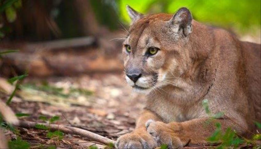 Kanada Pjesma Metallice Zeni Spasila Zivot Otjerala Pumu