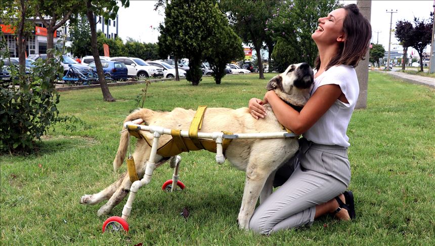 Turkey: Local dog takes first steps with new wheels