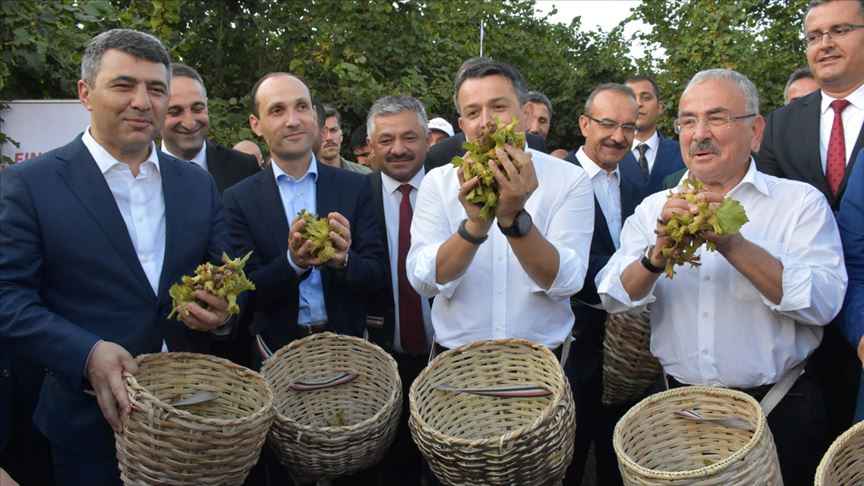Fındık için üç ülkeden bakanla hasat şenliği