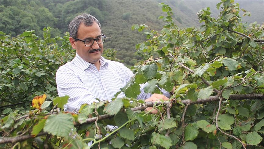 Giresun'da fındık hasadı törenle başladı