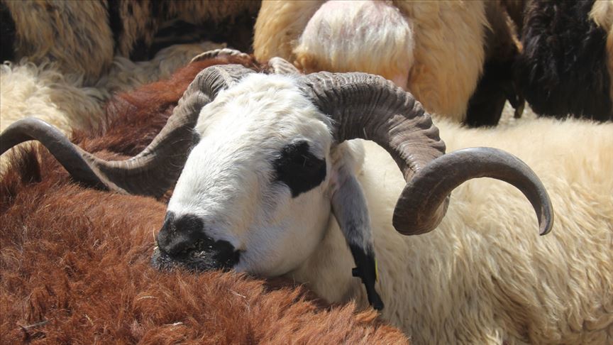 'Makbuz veya belgesiz kurbanlık almayın'