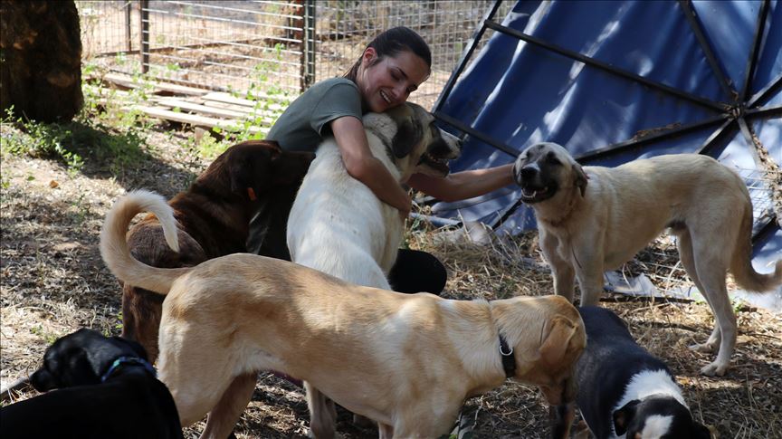 Turquie: Une Hollandaise devient "l'ange protectrice" des animaux abandonnés