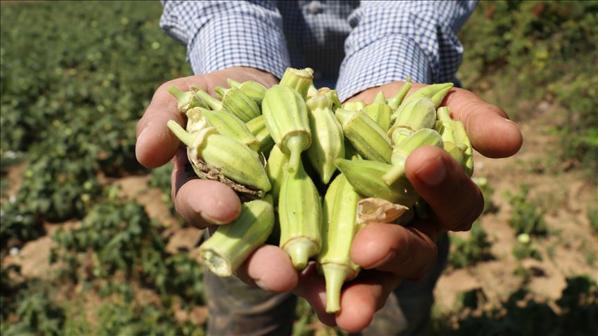 Balıkesir bamyasında 2 bin 250 ton rekolte bekleniyor
