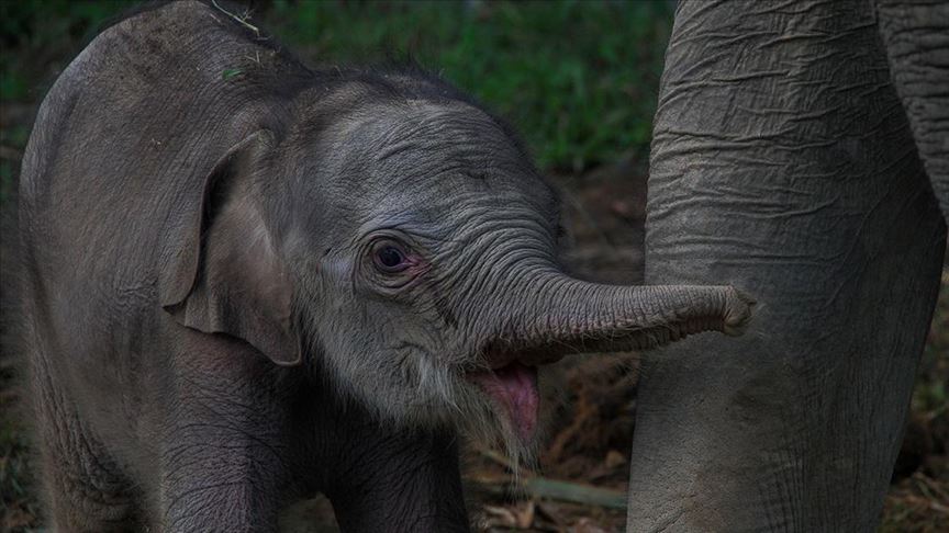 إندونيسيا ترعى فيلًا رضيعًا من فصيلة مهددة بالانقراض 
