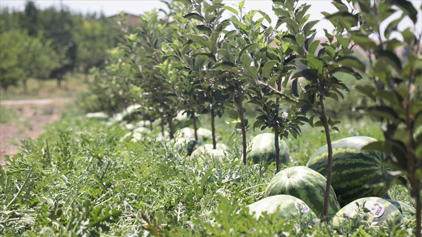 Atıl durumdaki araziden 600 ton karpuz hasat edilecek
