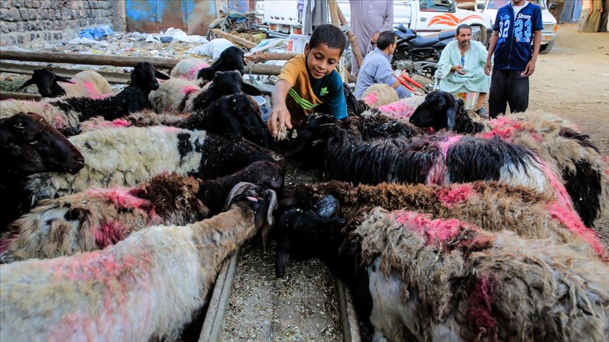 رئة سوق الأضاحي بمصر تأمل في إقبال المضحين