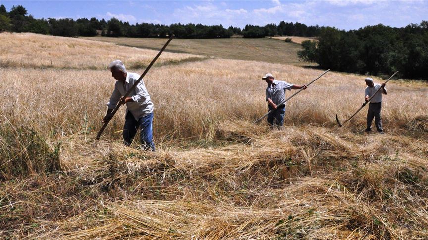 10 bin yıllık 'Hitit buğdayında' geleneksel yöntemle hasat