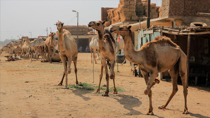 إبل "برقاش".. زينة الأضاحي في مصر (تقرير)