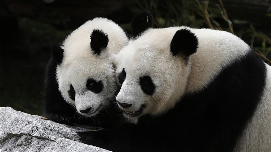 Zoološki vrt u Belgiji bogatiji za blizance velike pande 