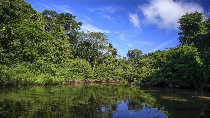 البرازيل.. تزايد تدمير غابات الأمازون بـ 278 % في يوليو