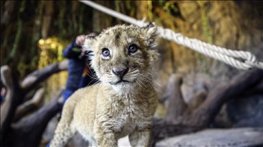 Encuentran cuerpos de cachorro de león y de tigre en congelador en Sudáfrica