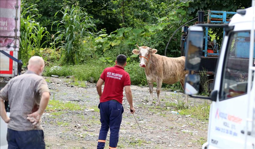 Turska: Tokom žrtvovanja kurbana povrijeđeno skoro 2.500 ljudi