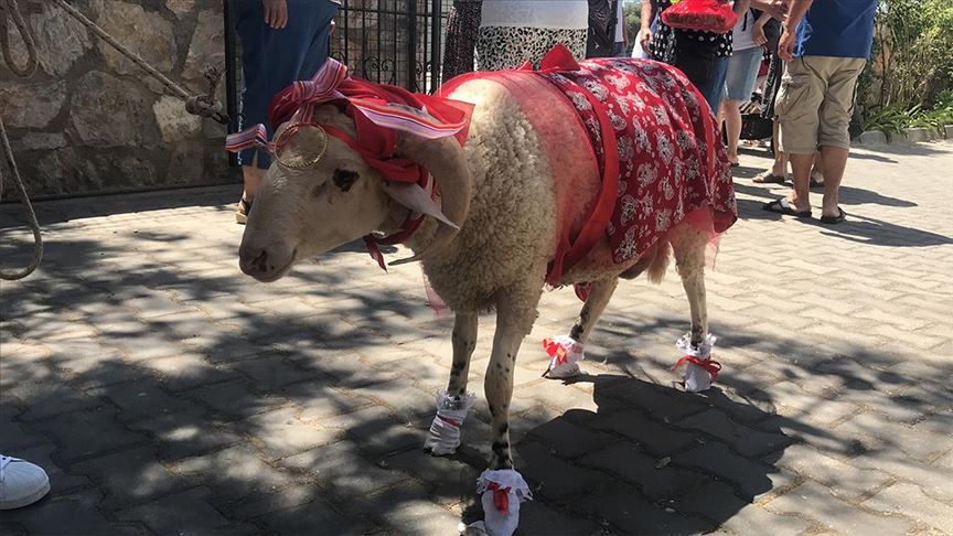 Tradicija u turskom Bodrumu za Kurban-bajram: Ukrašeni kurban poklonio zaručnici