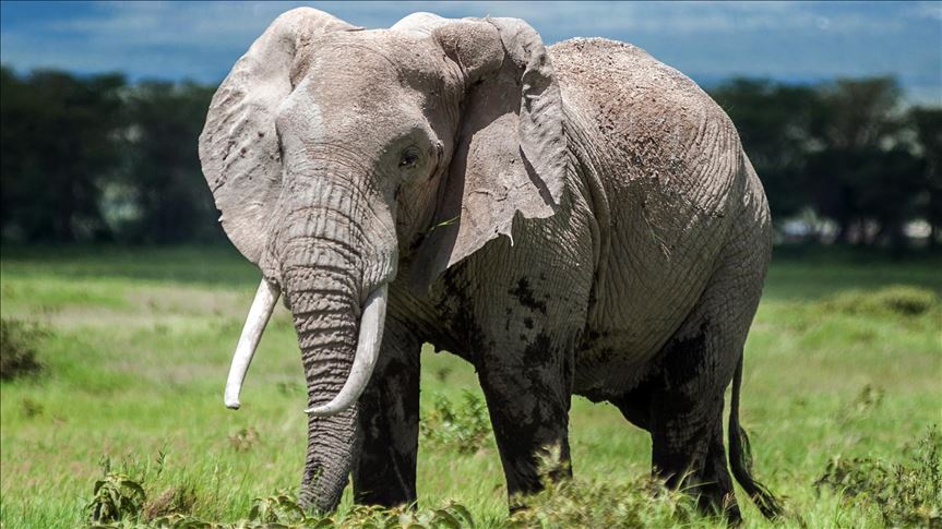 Los elefantes se están extinguiendo rápidamente, dicen expertos