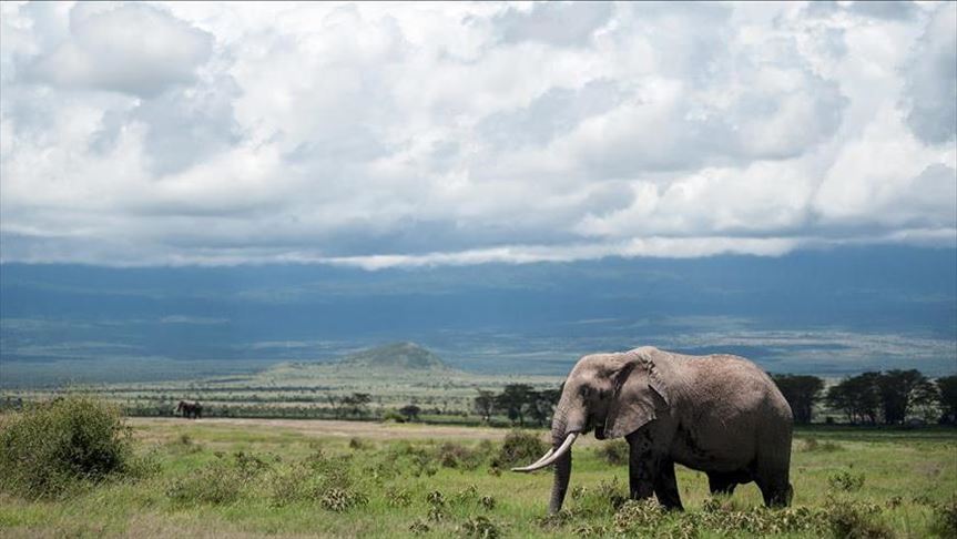 Elephants are fast going extinct, say experts 
