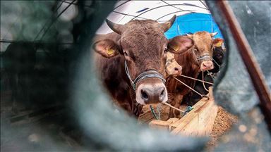 Импорт живого скота в Турцию сокращается