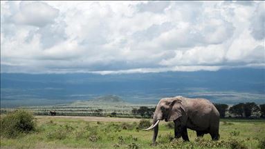 Elephants are fast going extinct, say experts