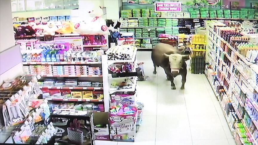 Turska: Odbjegli kurban od 750 kilograma pobjegao u prodavnicu