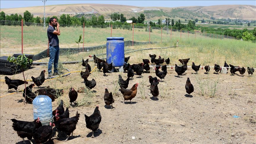 Paleyê înşeatê bi saya hîbeyê çêwlik ava kir û hilberîna hêkên organîk dike