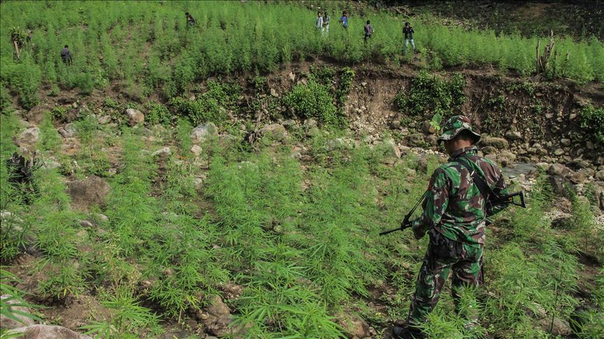BNN ungkap penyelundupan 500 kg ganja jaringan Aceh-Jakarta