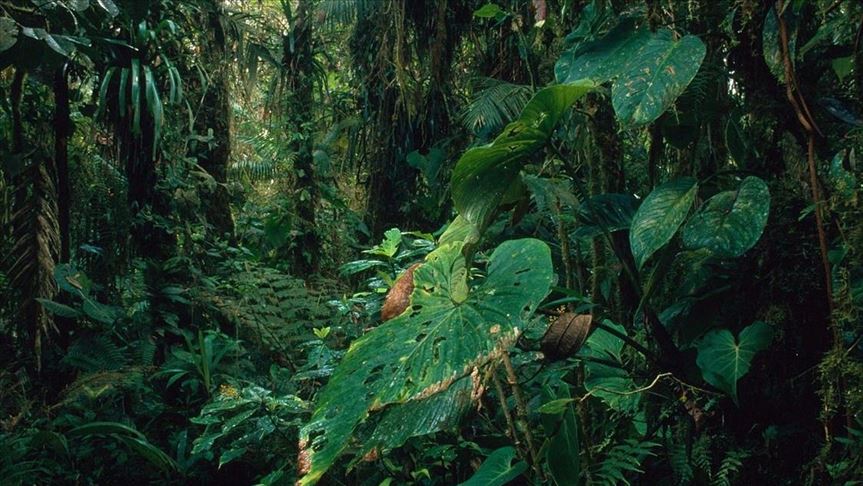 Berlín justifica bloqueo a fondos para la Amazonía brasileña en el aumento de la deforestación