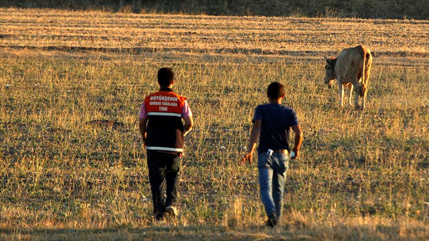 Kaçan kurbanlık 5 gün sonra askeri bölgede bulundu